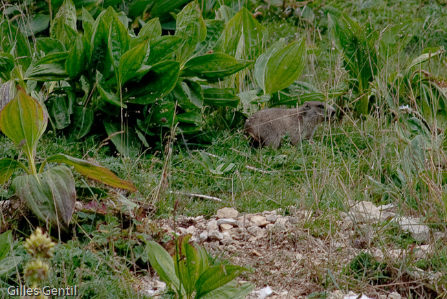 Petite marmotte