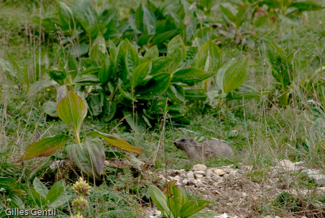 Petite marmotte